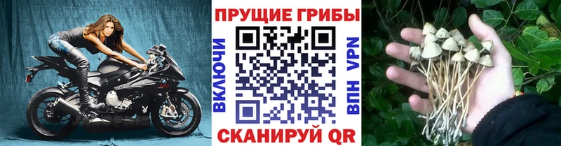 Псилоцибиновые грибы Cubensis МЕГА ссылки Тулун